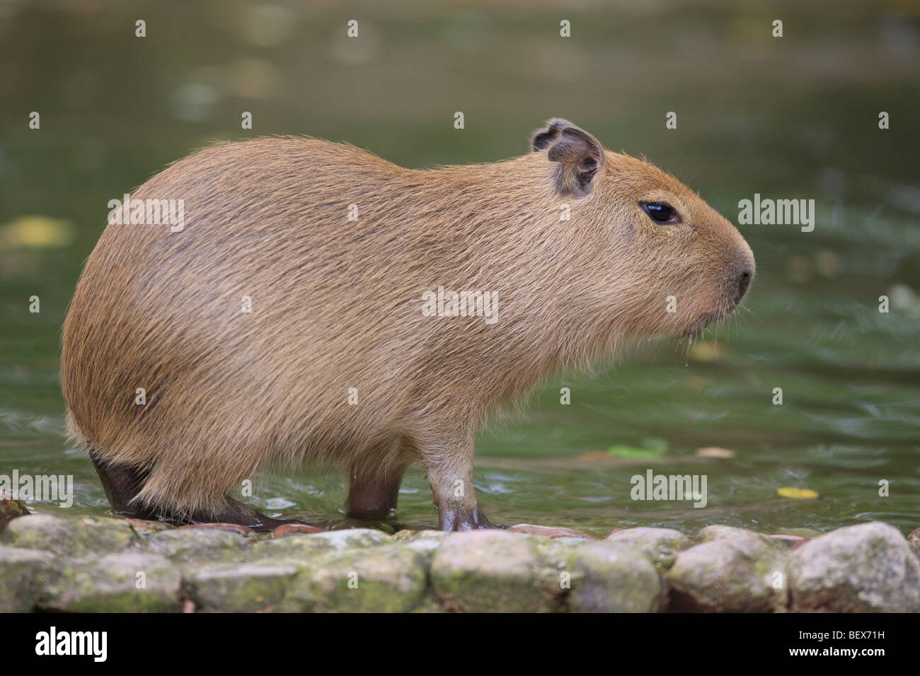 young Capybara - Hydrochoerus hydrochaeris Stock Photo