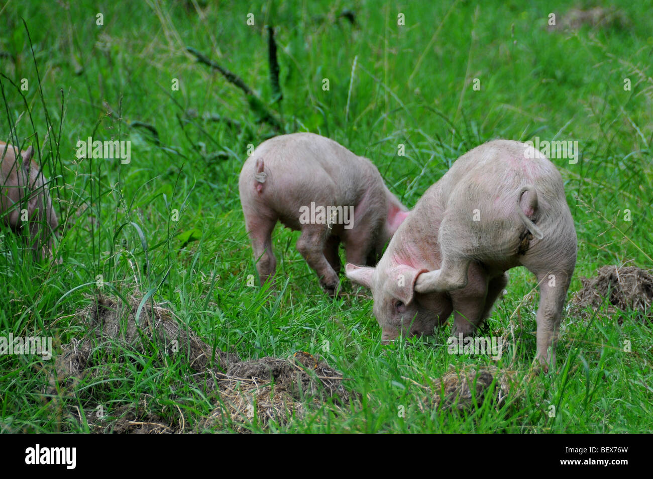 free range pigs : piglets free in an outdoor breeding site in a brittany bio farm Stock Photo