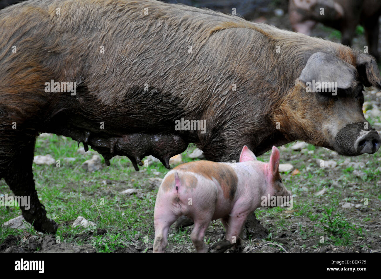 free range pigs : a piglet with a sow free in an outdoor breeding site in a brittany bio farm Stock Photo