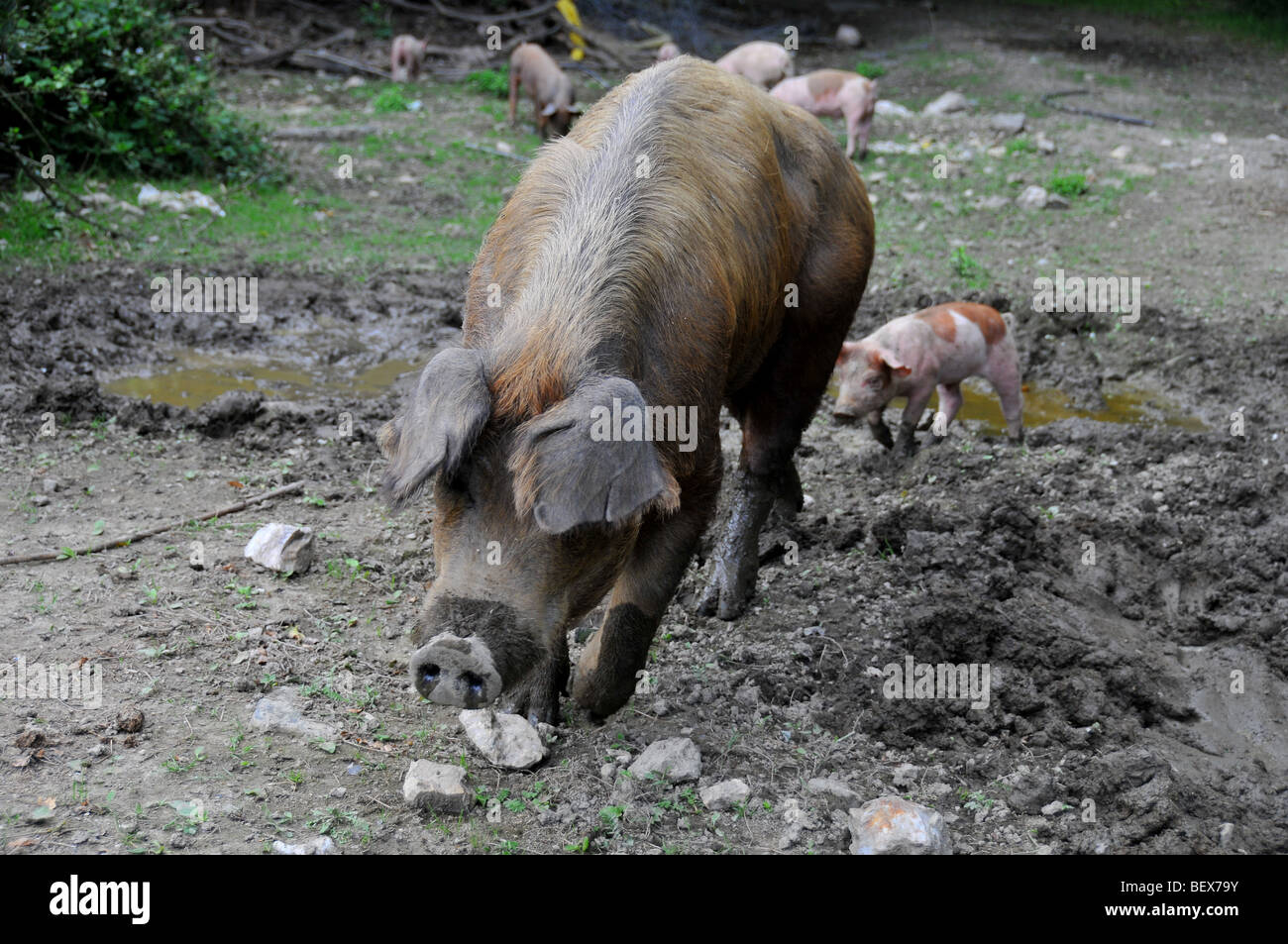 free range pigs : a sow with piglets free in an outdoor breeding site in a brittany bio farm Stock Photo
