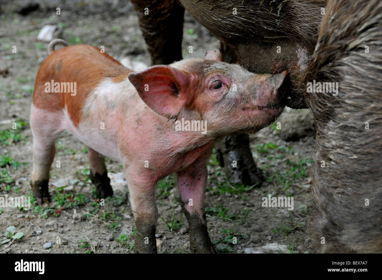 free range pigs : piglet suckling in an outdoor breeding site in a brittany bio farm Stock Photo