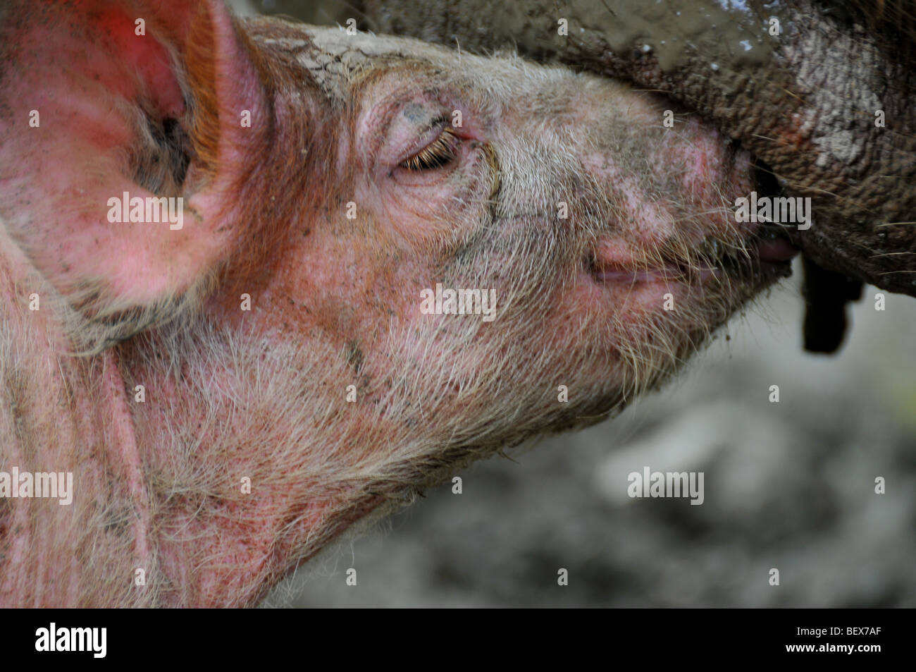 free range pigs : piglet suckling  in an outdoor breeding site in a brittany bio farm Stock Photo