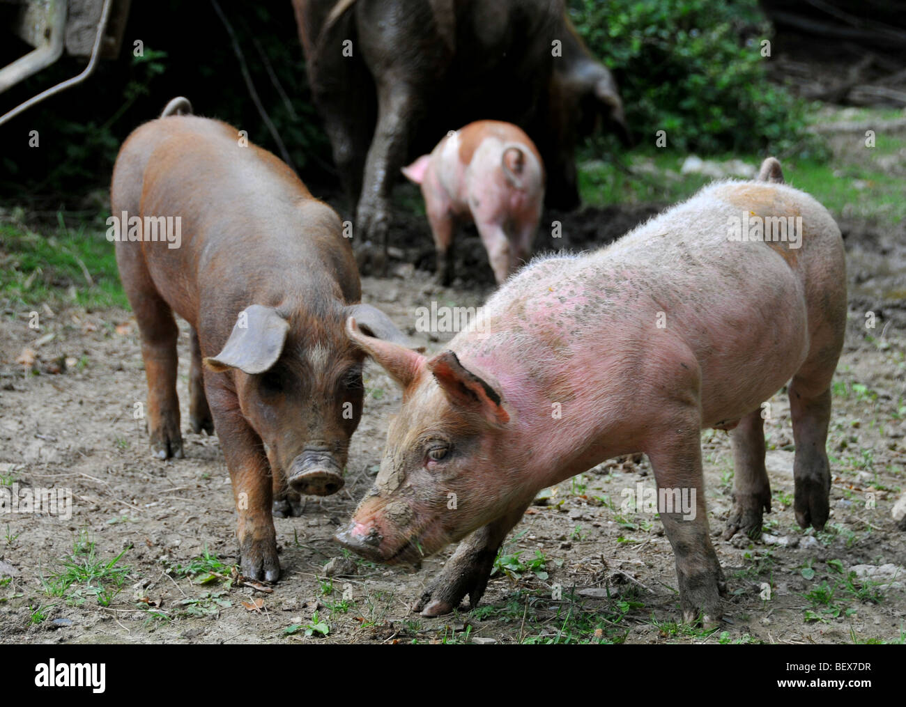 free range pigs : piglets with a sow free in an outdoor breeding site in a brittany bio farm Stock Photo
