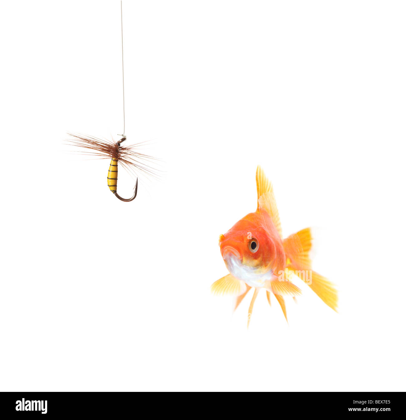 My Image 26