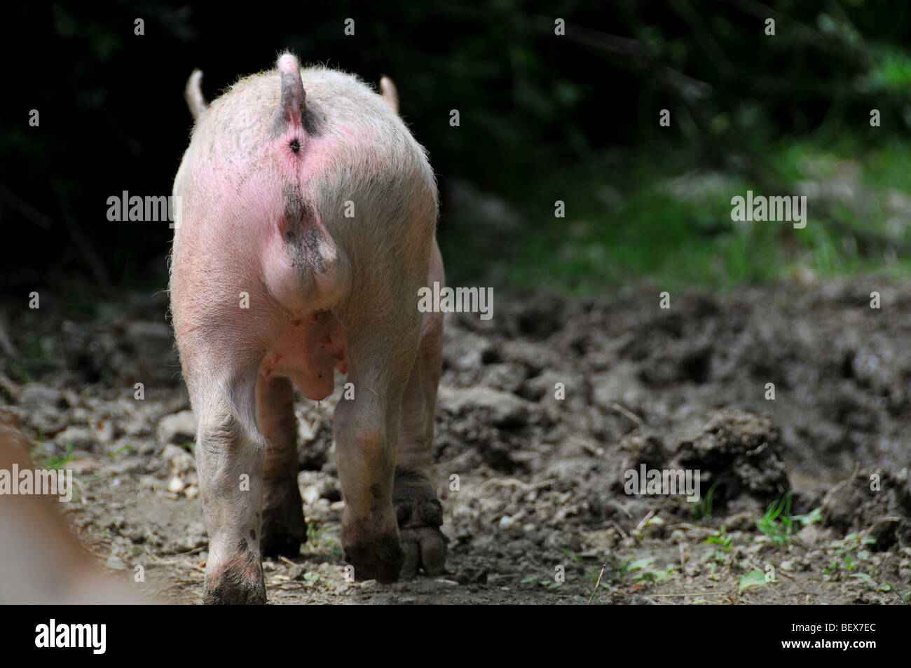 free range pigs : backside of a piglet free in an outdoor breeding site in a brittany bio farm Stock Photo
