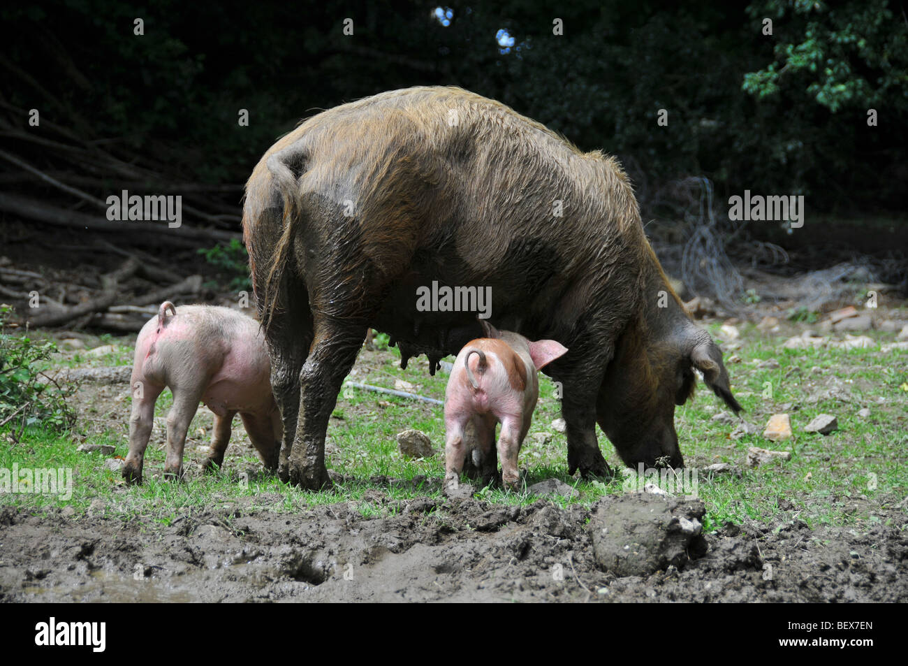 free range pigs : piglets with a sow free in an outdoor breeding site in a brittany bio farm Stock Photo