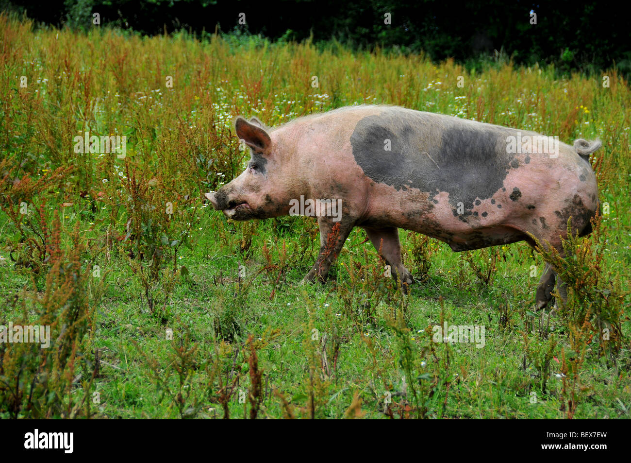 free range pigs :  a pig male free in an outdoor breeding site in a brittany bio farm Stock Photo