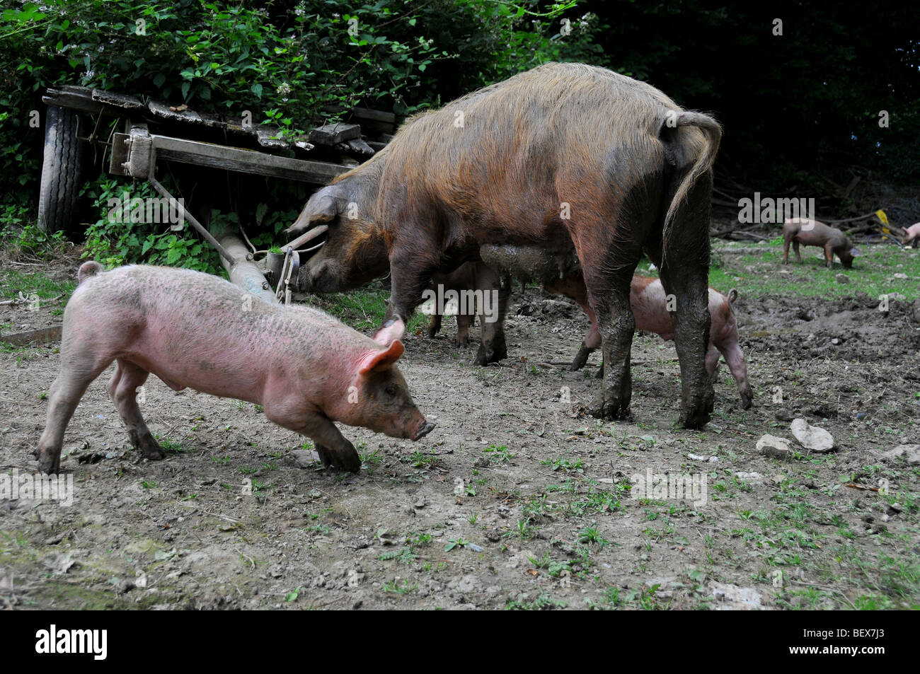 free range pigs : piglets with a sow free in an outdoor breeding site in Brittany Stock Photo
