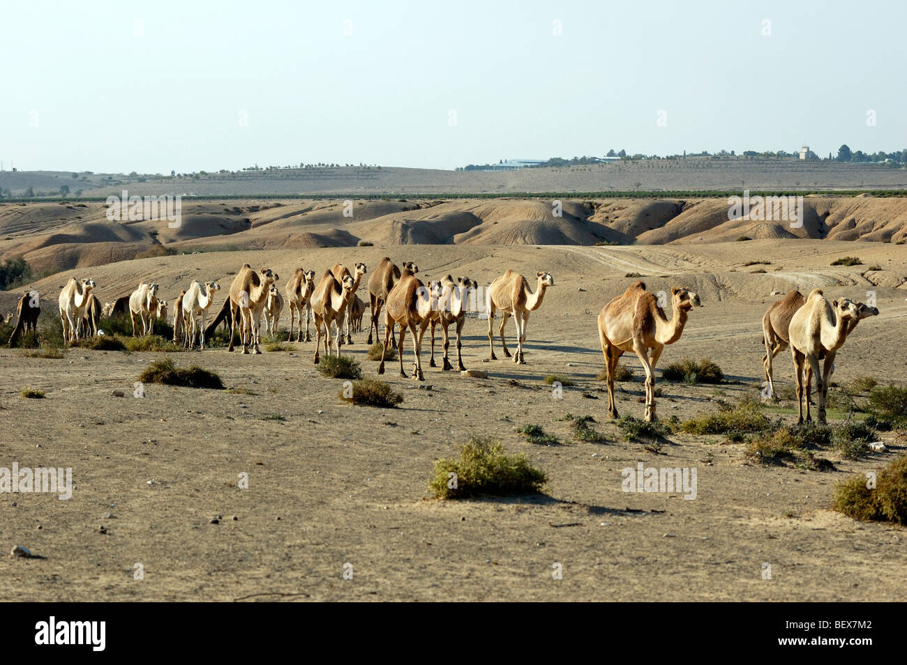 Israel, Negev Desert, A herd of Arabian camels (Camelus dromedarius ...
