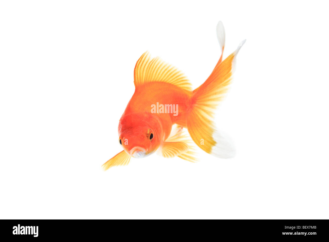 Gold fish against white background Stock Photo