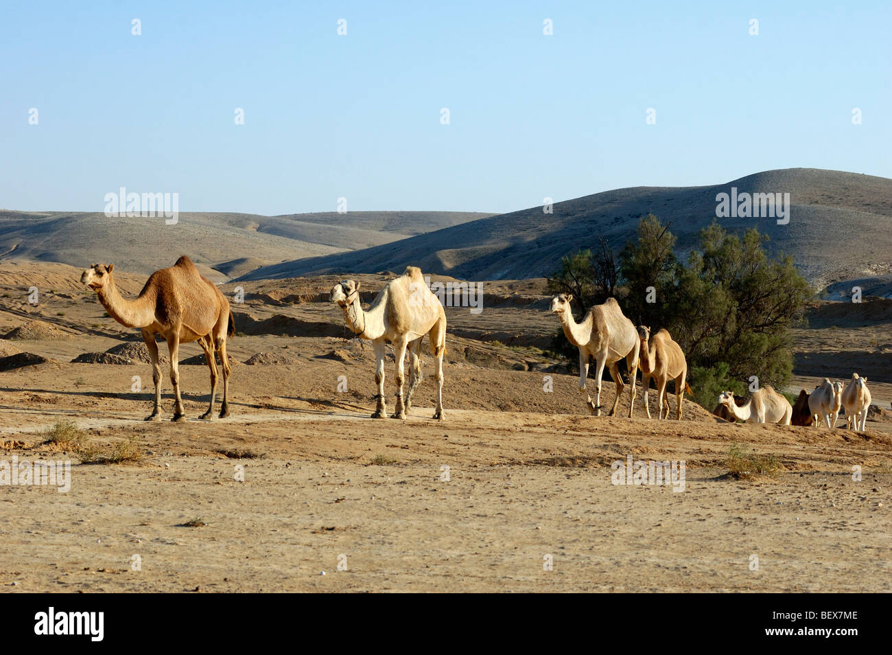 Israel, Negev Desert, A herd of Arabian camels (Camelus dromedarius ...