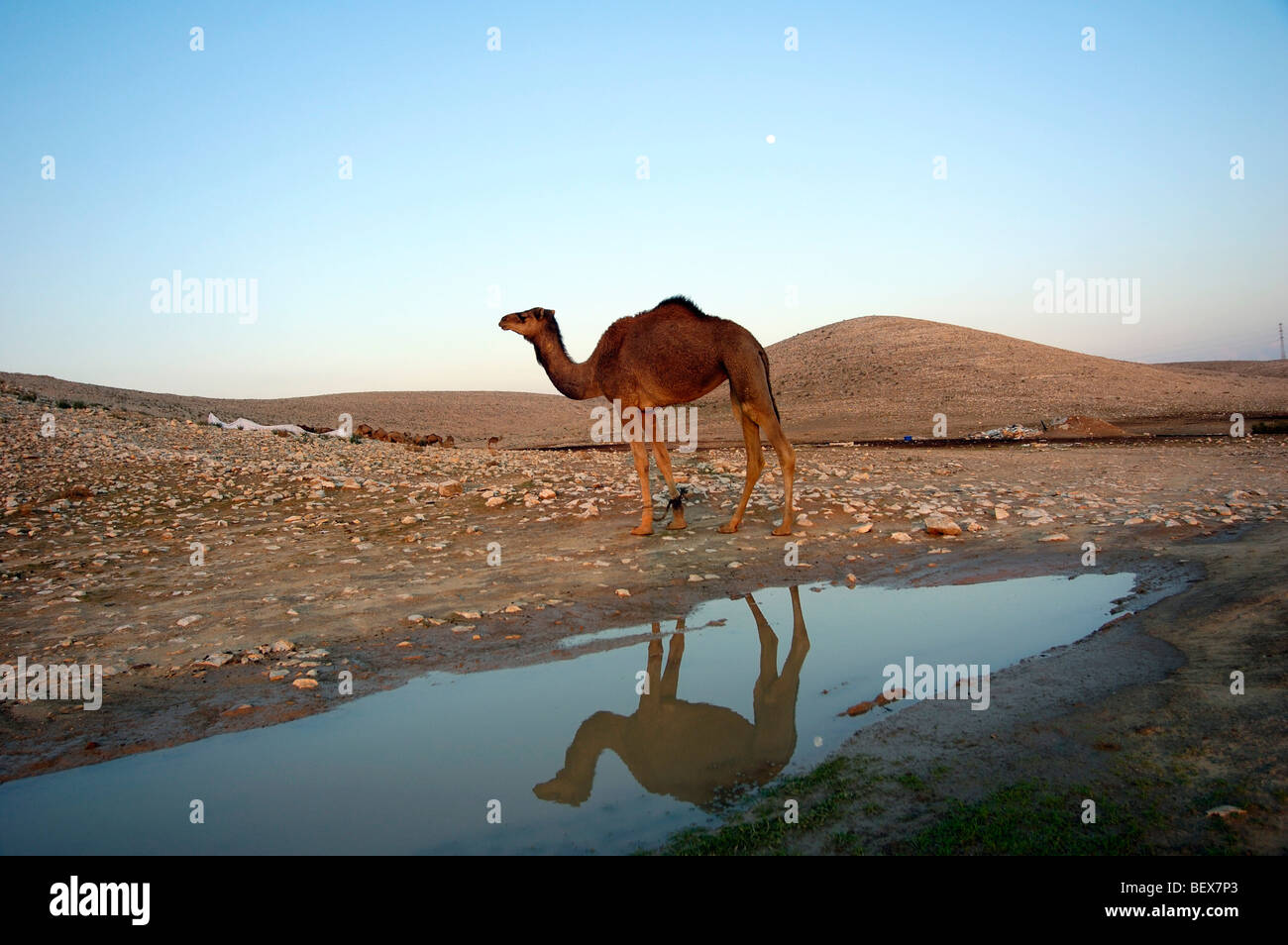 Camels at the waterhole hi-res stock photography and images - Alamy
