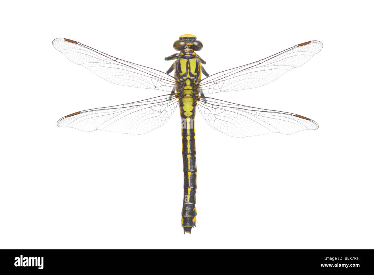Dragonfly isolated on white background Stock Photo