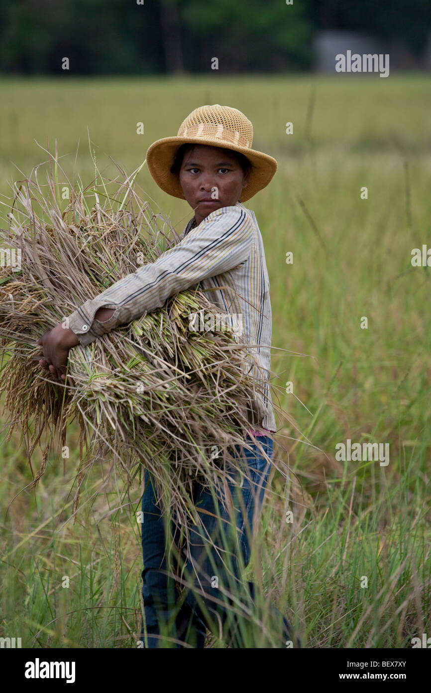 SIEM REAP, CAMBODIA Dec. 28 Khmer woman gathers a bundle of rice