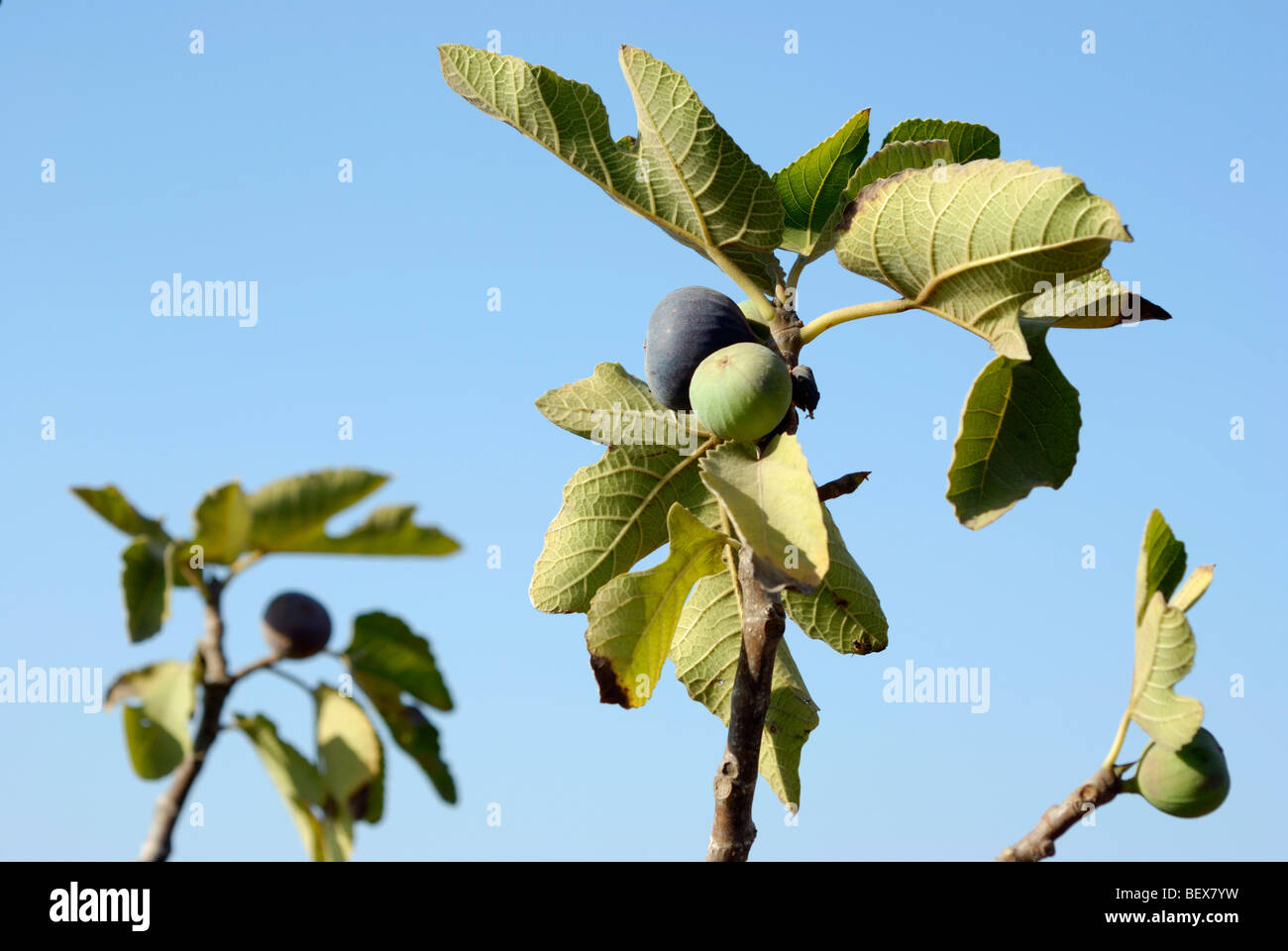 Close up of the fruit and leaves of a fig tree Ficus carica blue sky ...