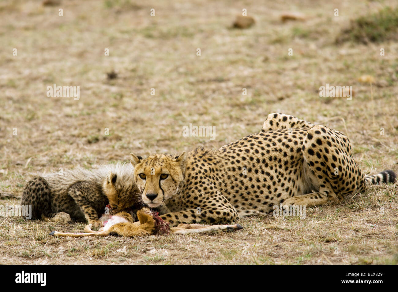 Cheetah with kill - Masai Mara National Reserve, Kenya Stock Photo