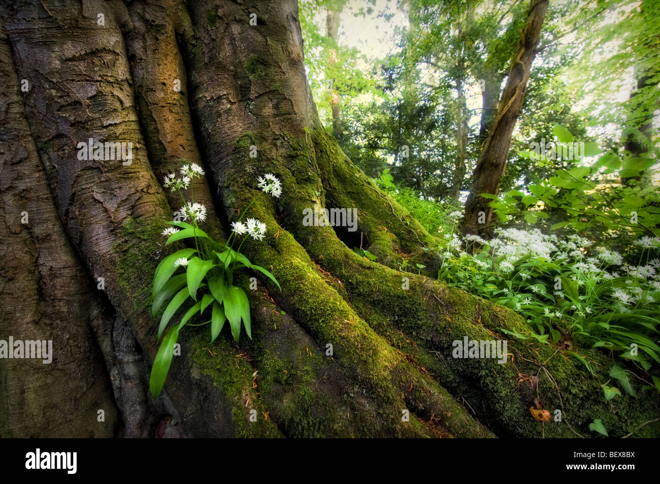 Wild garlic plant growing out of old tree roots covered in moss with