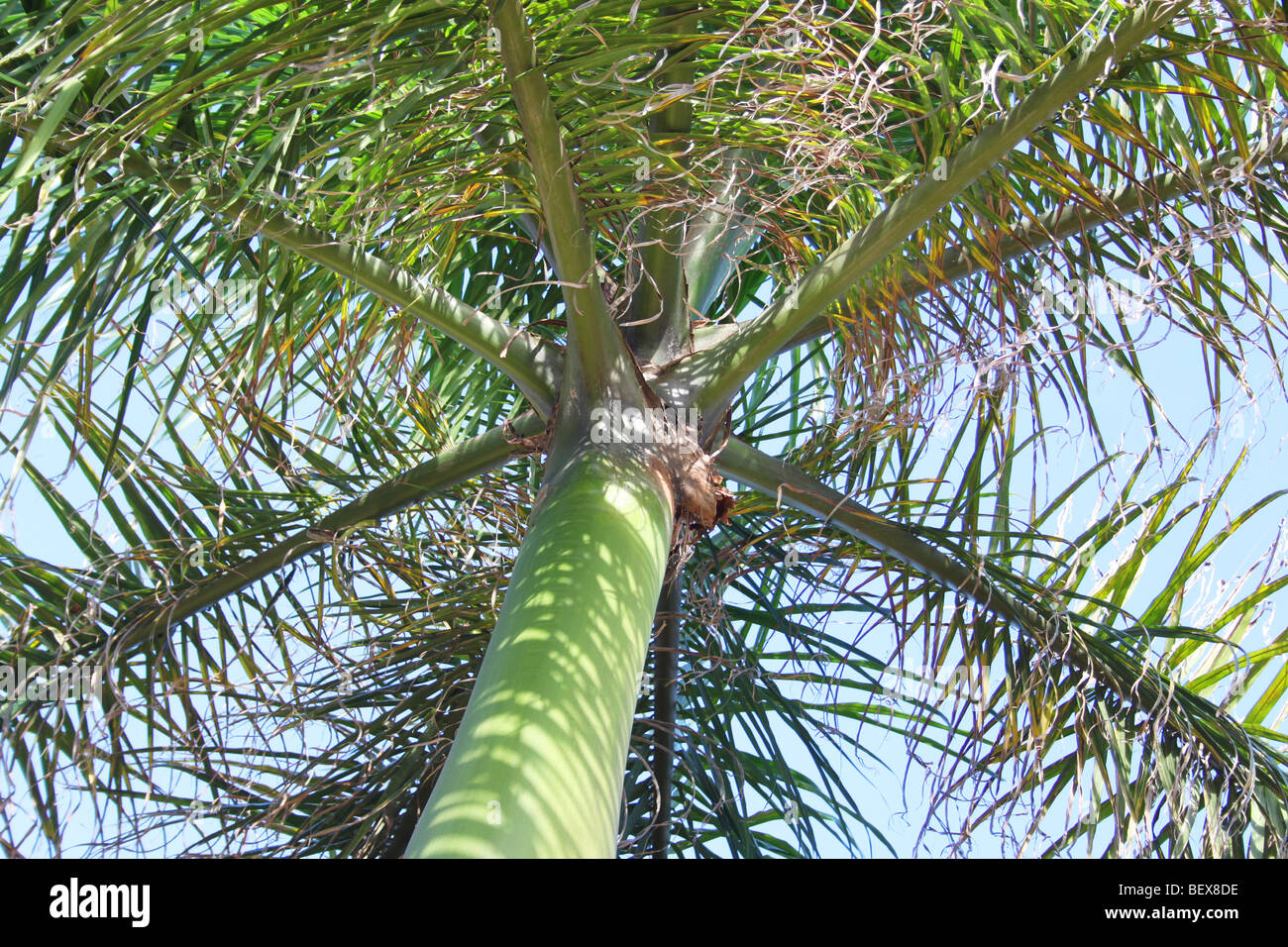 Palm tree leaves, Cancun's Riviera Maya, Mexico Stock Photo Alamy
