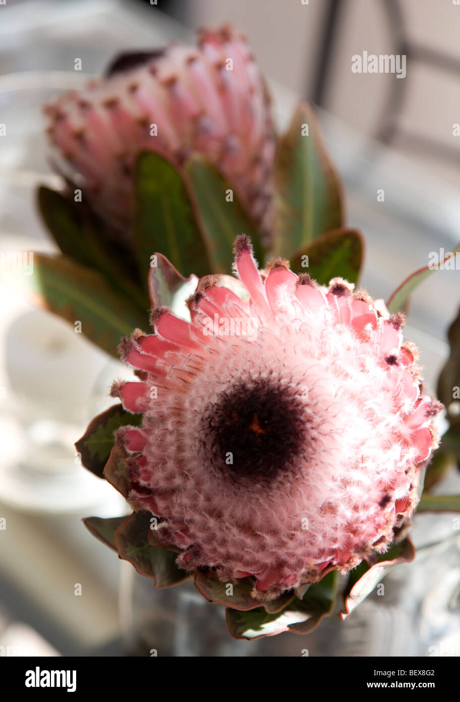 Proteas in vase Stock Photo Alamy