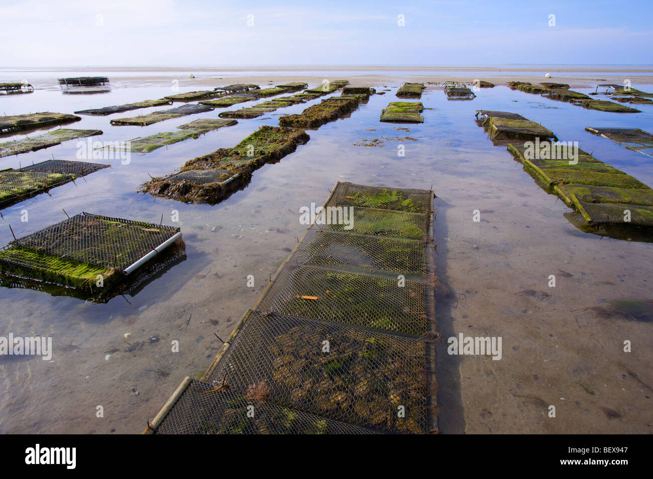 Oyster cages hires stock photography and images Alamy