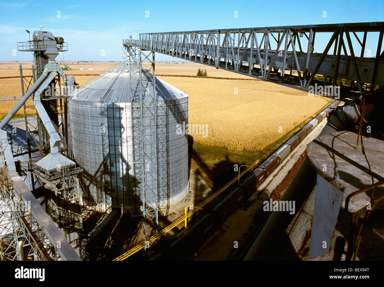 Grain bins with associated conveyors and catwalks, with mature corn
