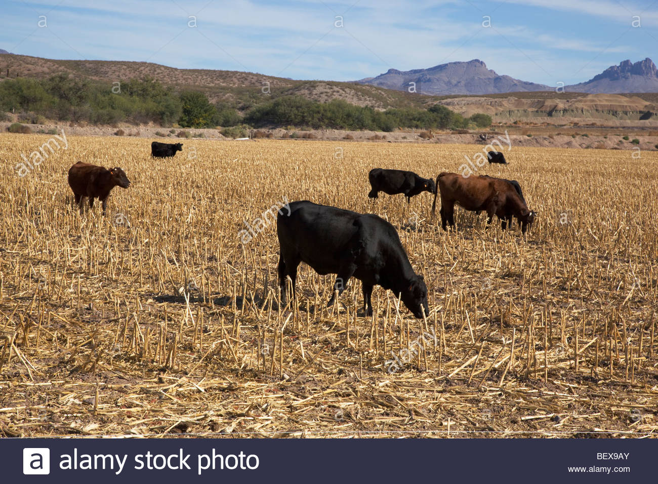 Beef Cattle Feeding High Resolution Stock Photography and Images Alamy