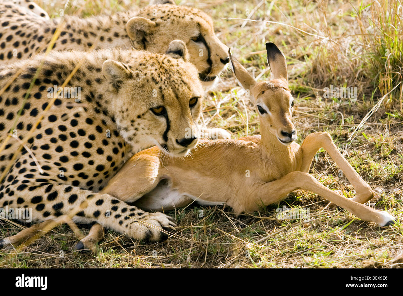 Cheetah with young Impala they've captured - Masai Mara National Reserve, Kenya Stock Photo