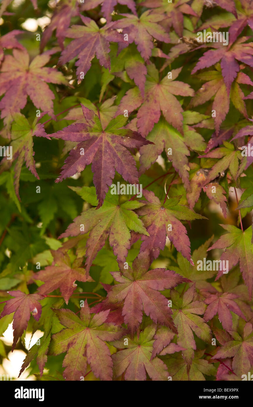 Smooth japanese maple hi-res stock photography and images - Alamy