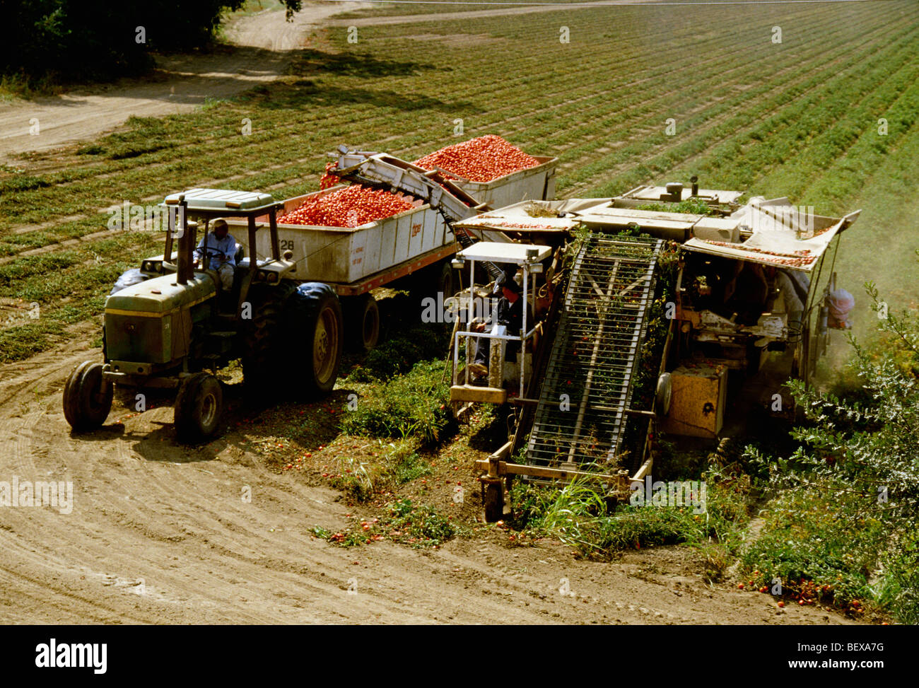 A mechanical harvester harvests processing tomatoes and conveyors them