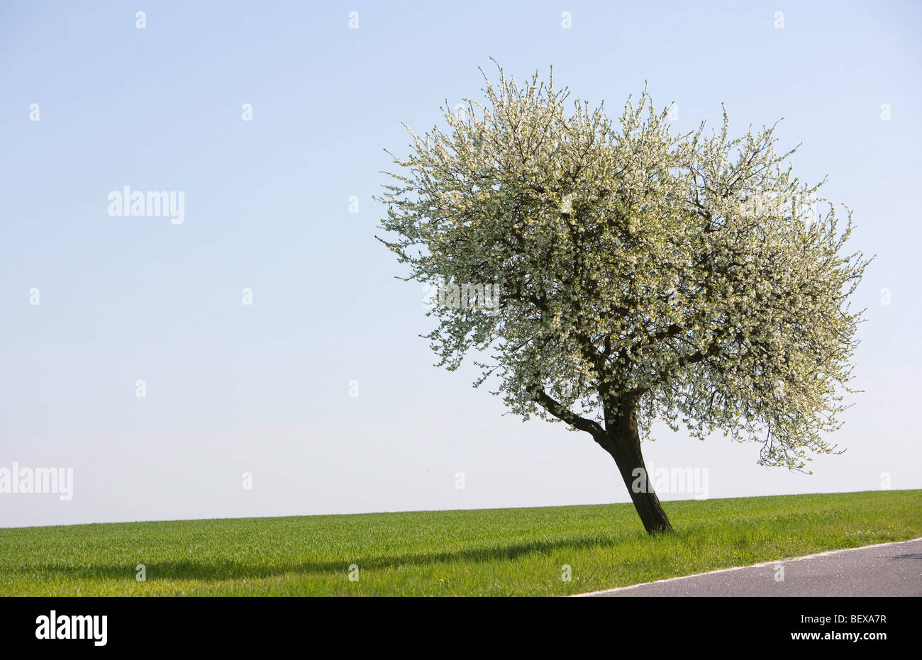 Blooming Cherry Tree Stock Photo