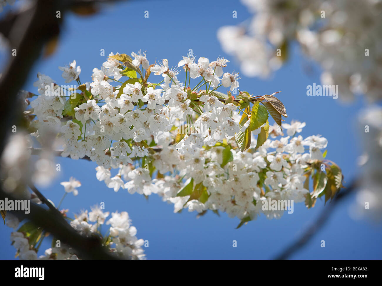 Blooming Cherry Tree Stock Photo