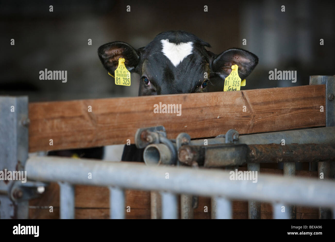 Milk cows on a farm. Stock Photo