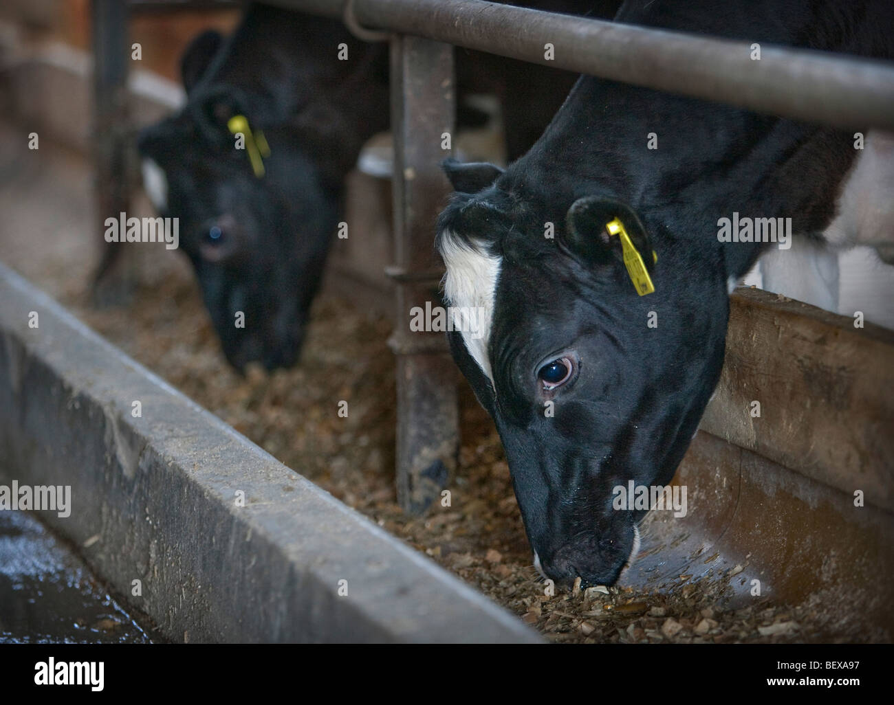 Milk cows on a farm. Stock Photo
