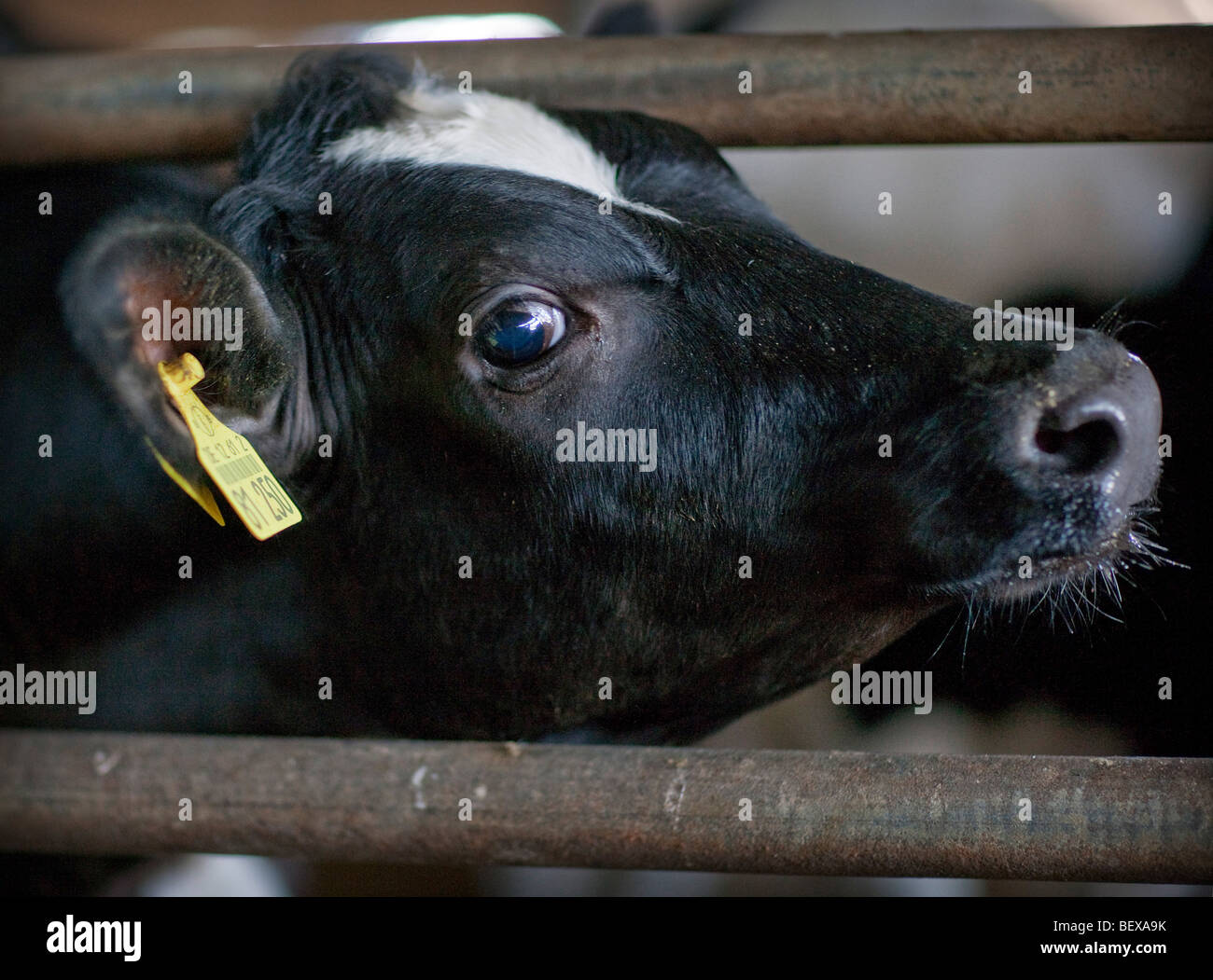 Milk cow on a farm. Stock Photo