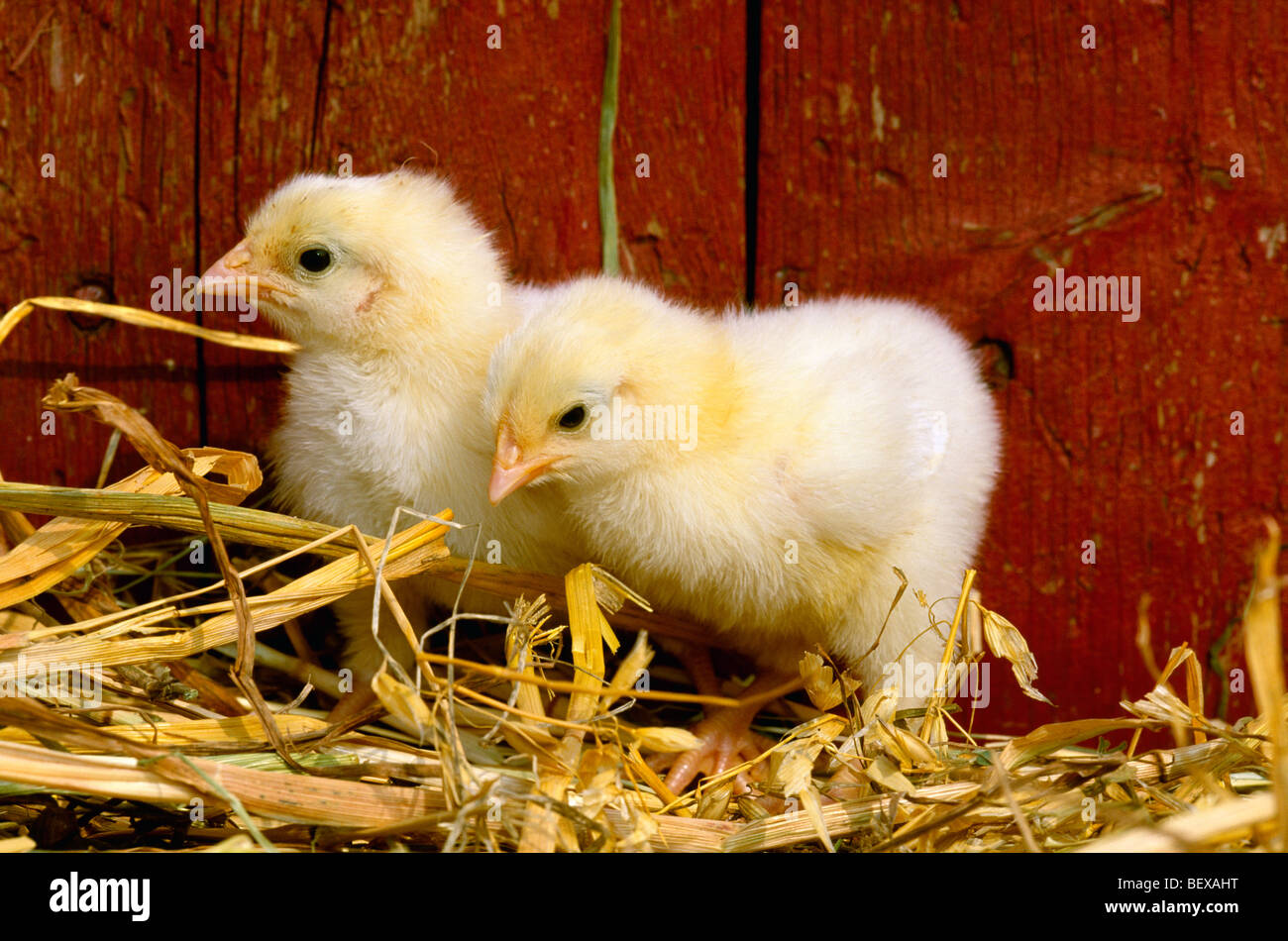 Livestock Two Delaware breed chicks in hay / USA Stock Photo Alamy