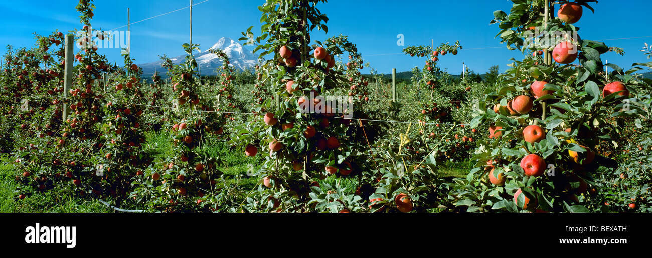 Agriculture Mature Honeycrisp apples on the tree in an orchard below