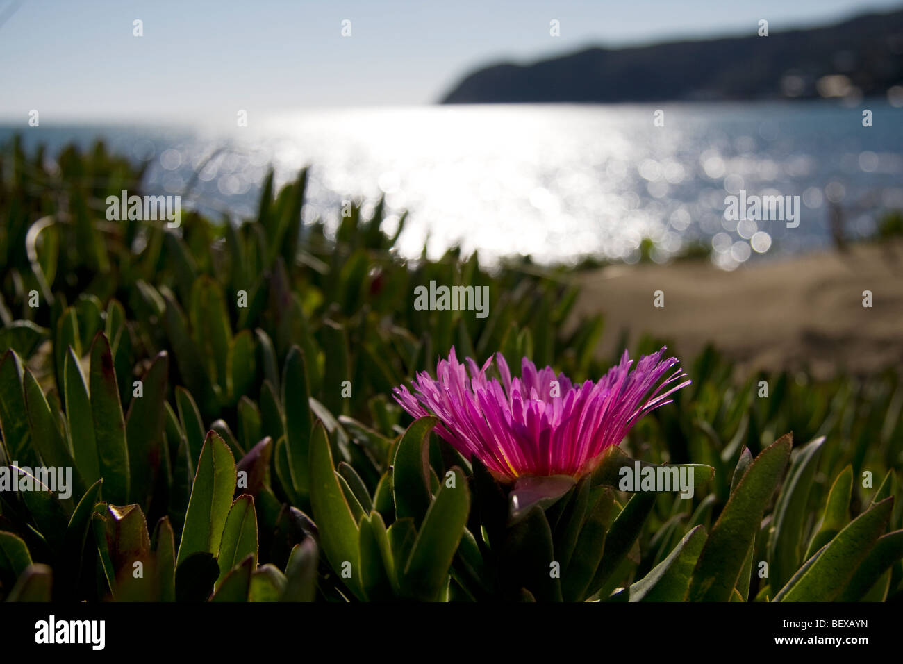 Pink flower of Cephalophyllum sp. on Plimmerton Beach in Wellington, New Zealand Stock Photo