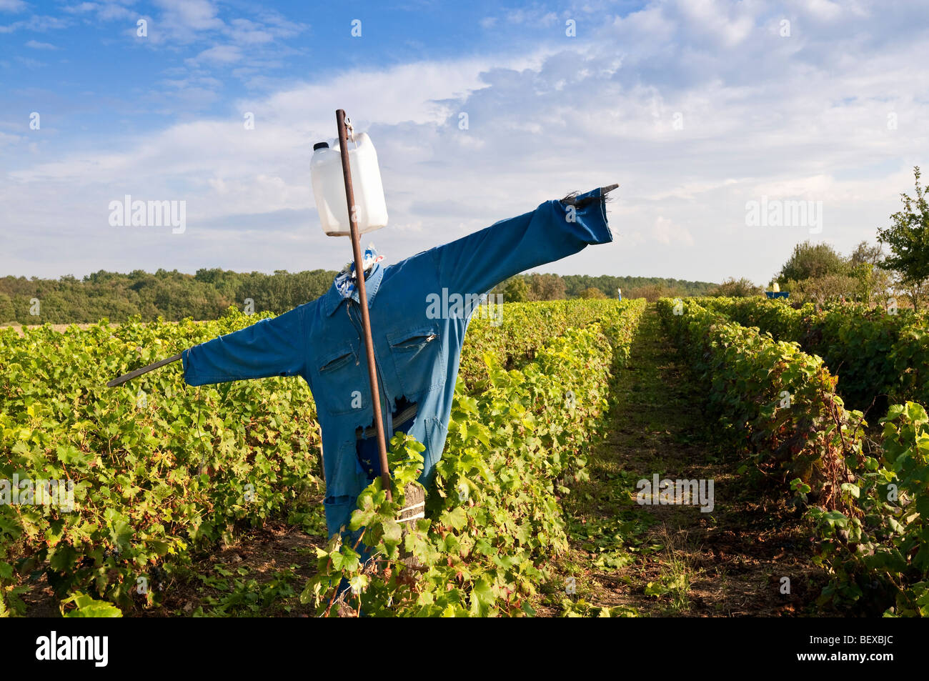 Home-made scarecrow in small vineyard - sud-Touraine, France. Stock Photo