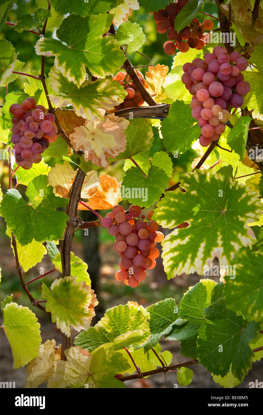Ripe Gewurztraminer grapes in the Domaines Dopff vineyard near Riquewihr in late autumnal sunshine Alsace France Stock Photo