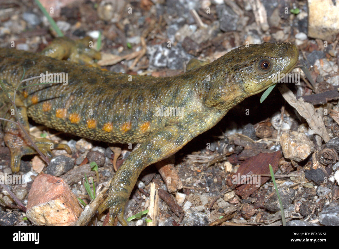 Iberian ribbed newt or Spanish ribbed newt (Pleurodeles waltl) Stock Photo