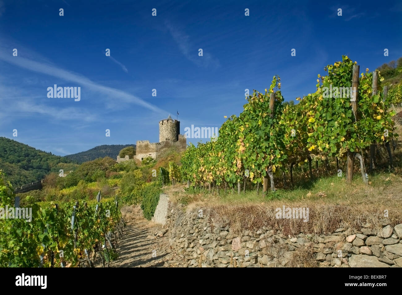 Kaysersberg Castle and Schlossberg Grand Cru vineyards Kaysersberg Alsace France Stock Photo