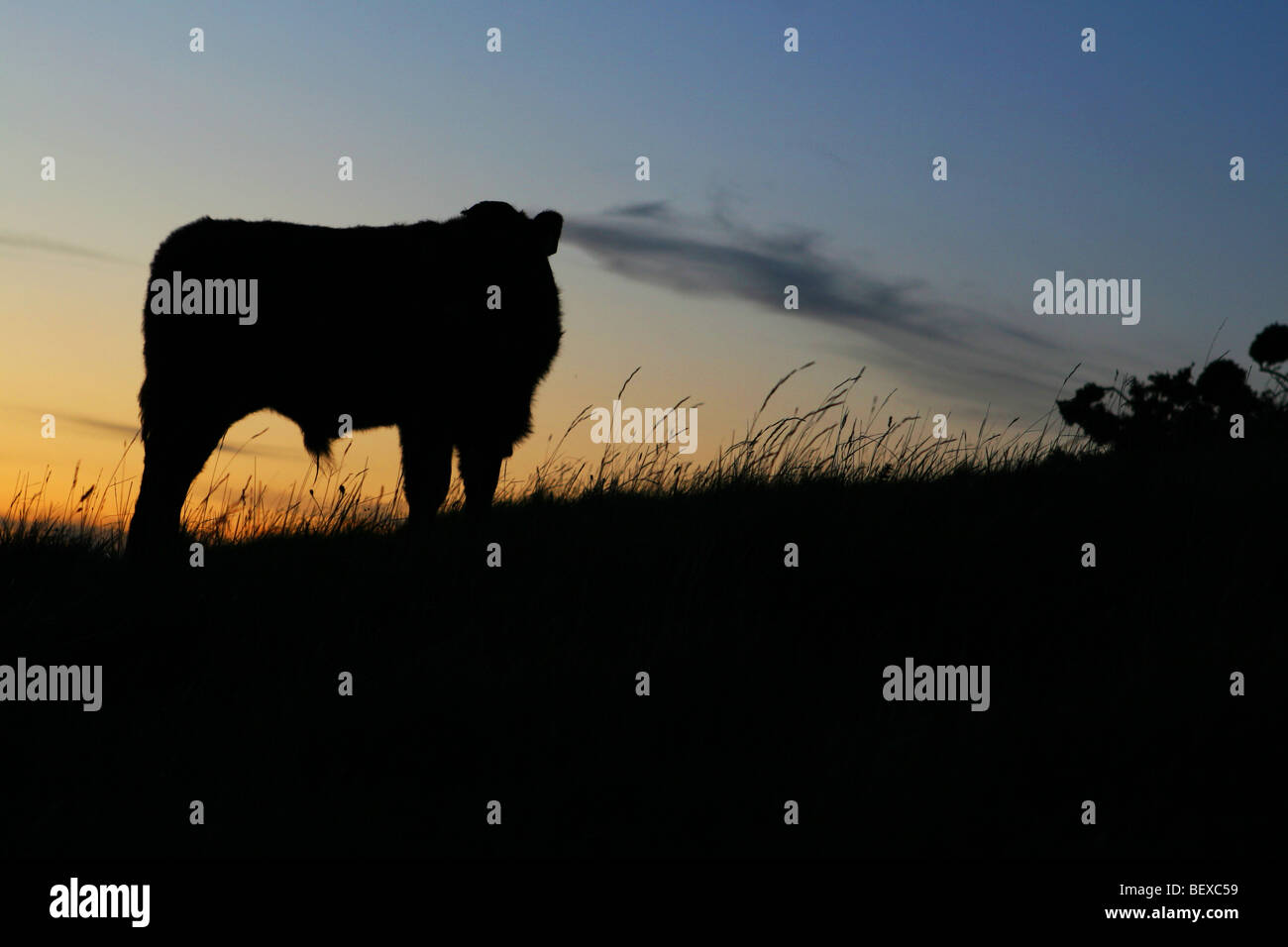 Silhouette of a cow grazing as the sun sets on the hills of Durdle door ...