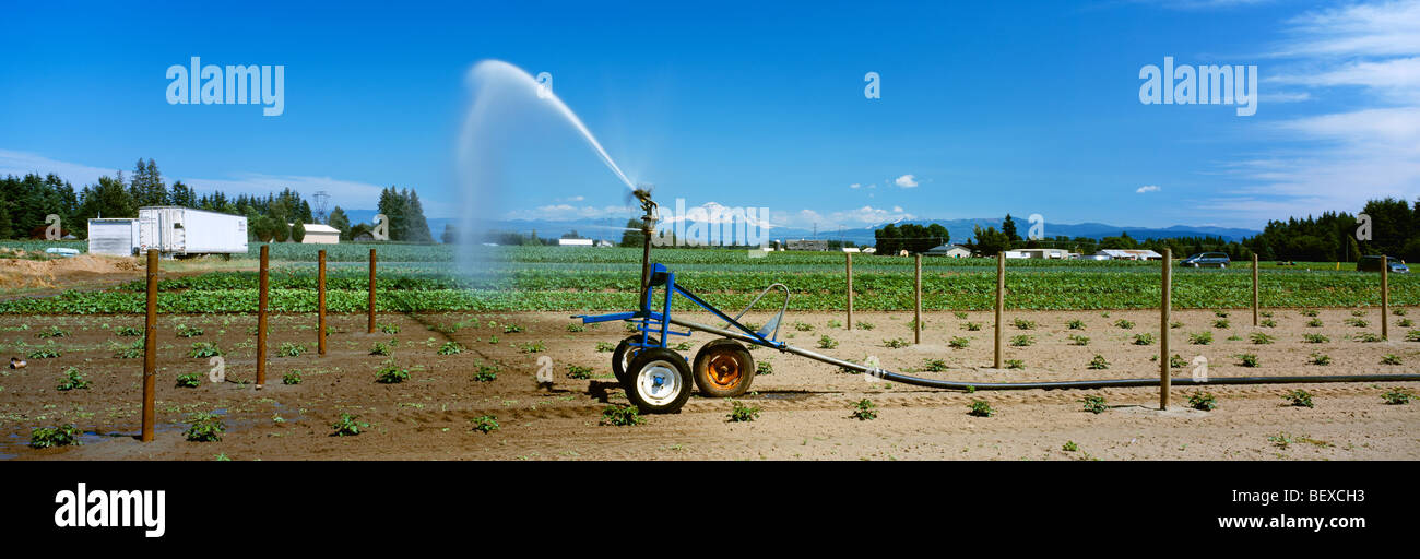 Agriculture A mobile sprinkler irrigation system irrigates a vegetable field / Nooksack Valley