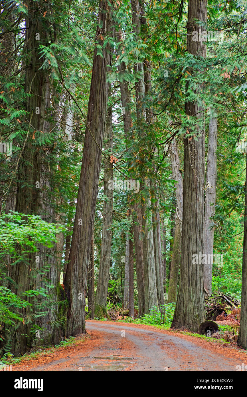 Forest road squeezing between tall red cedar trees in Manning Park (E C Manning Provincial Park), British Columbia, Canada. Stock Photo