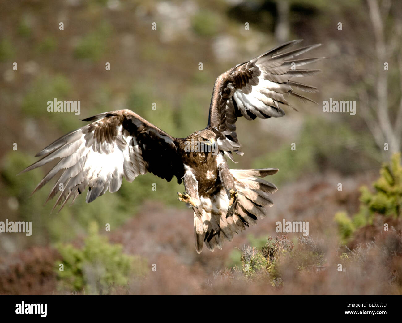 Golden Eagle Scotland Stock Photos Golden Eagle Scotland