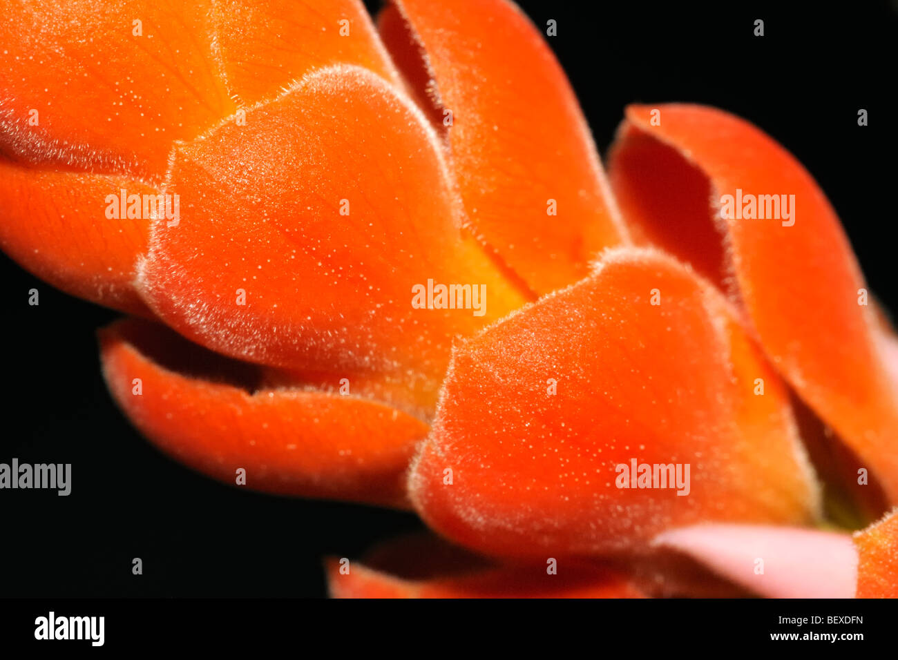 Beautiful orange flower of the Aphelandra Sinclairiana, also known as Orange Shrimp plant, Coral Aphelandra, Panama Queen. Stock Photo