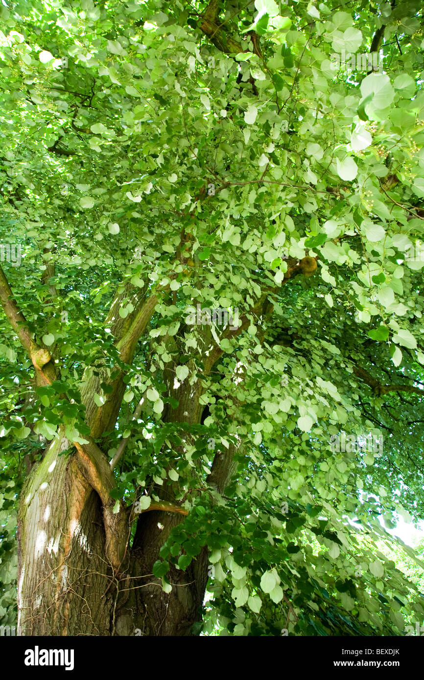 Tilia tomentosa lime tree Stock Photo