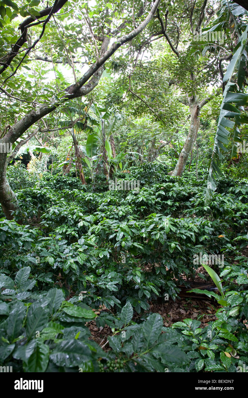 Heredia costa rica cafe hires stock photography and images Alamy