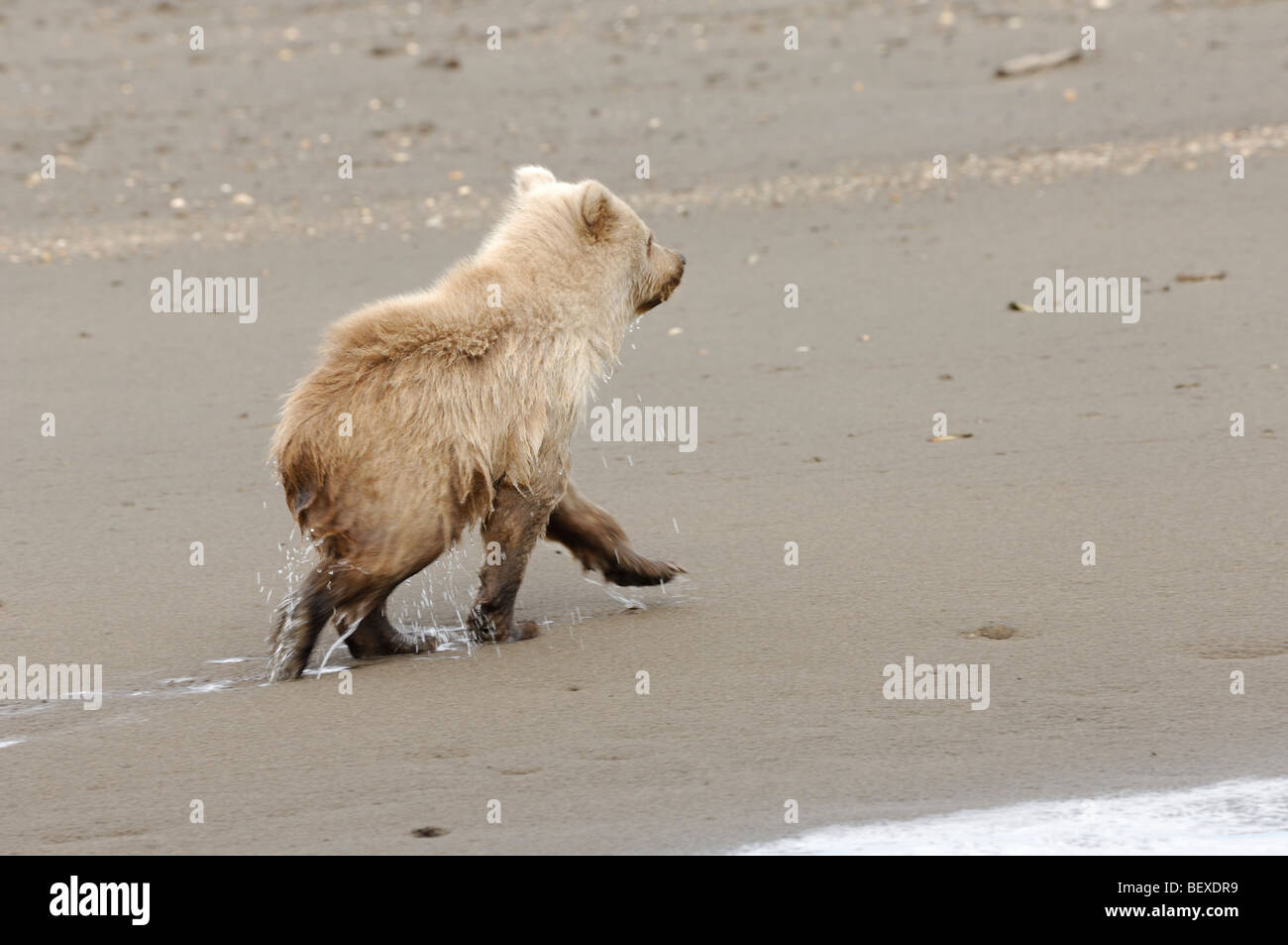 Stock photo of a blonde-phase Alaskan brown bear cub walking across the ...