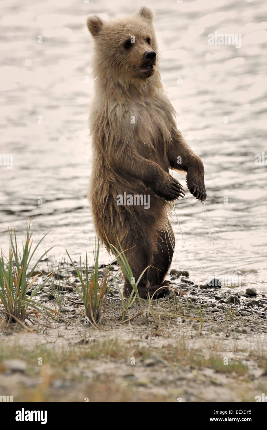 Stock photo of a blonde-phase brown bear cub standing upright, Lake Clark National Park, Alaska. Stock Photo
